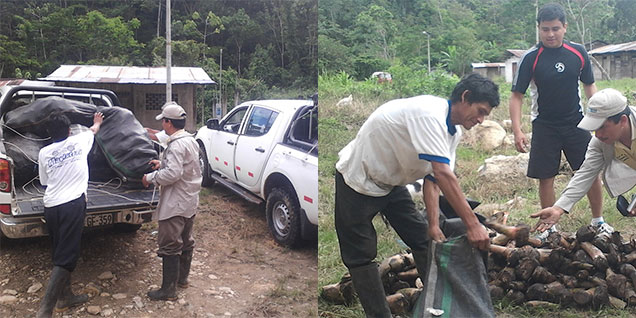 devida_huanuco_platanos