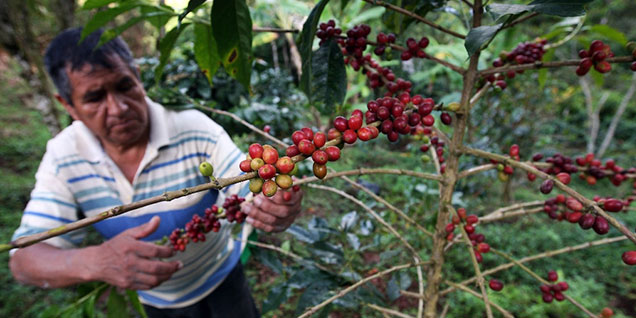 devida_cultivo_productivo_cafe