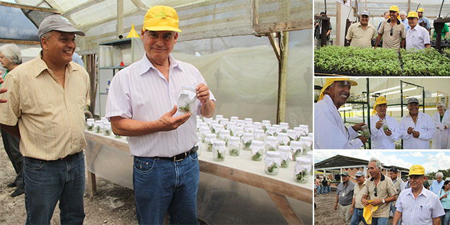 san_martin_villanueva_stevia