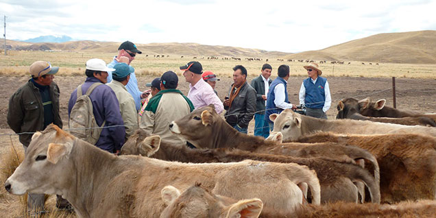 ganaderos_puno_sierra_exportadora_pcm