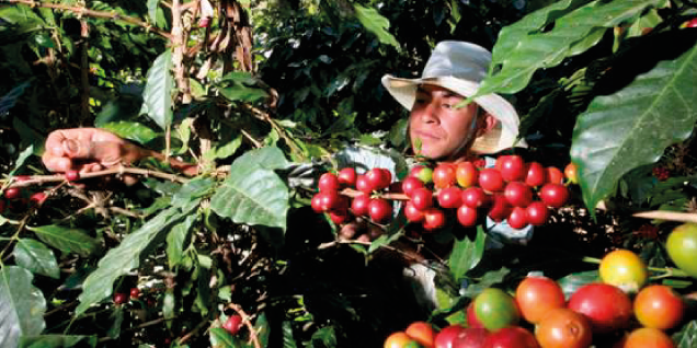 Organizaciones asesoradas por Sierra Exportadora ganan concurso y reciben financiamiento por más de S/. 460 mil para mejorar producción