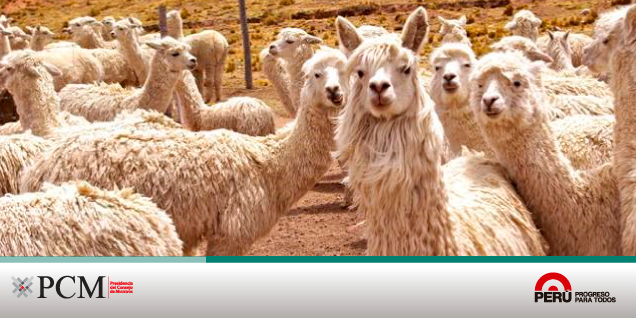 Alpaqueros de las comunidades fronterizas de Tacna son capacitados para procesar la fibra de alpaca