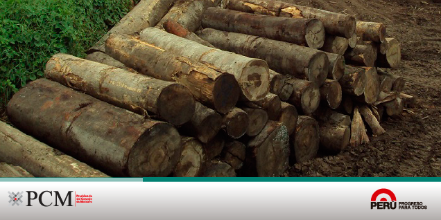 PCM: Más de 11 mil pies tablares de madera fueron decomisados en la zona del Vraem