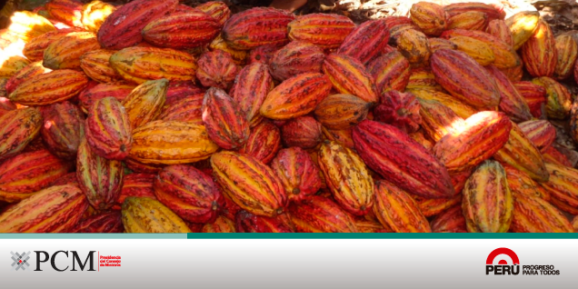 Comunidades nativas serán capacitadas en la producción de cacao