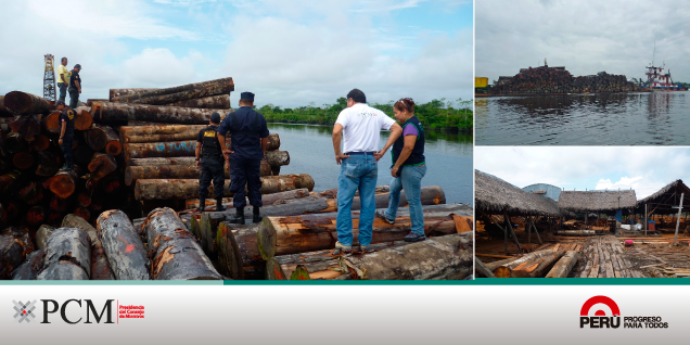 PCM: Incautan trozas de cedro en operativo contra la tala ilegal en Iquitos