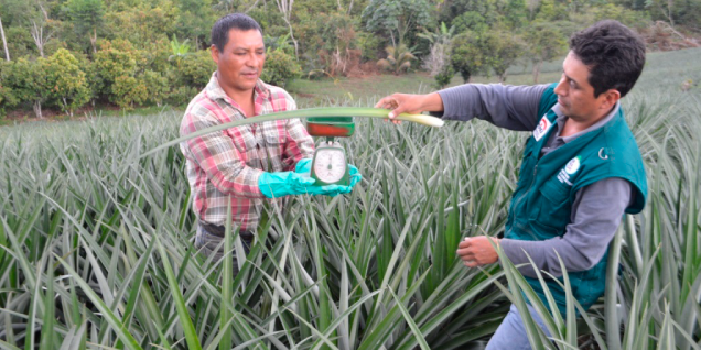 Programa de Reconversión Productiva empieza a dar sus frutos en Pichari