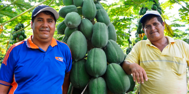 Producción de papaya orgánica del VRAEM abastece mercados de Lima