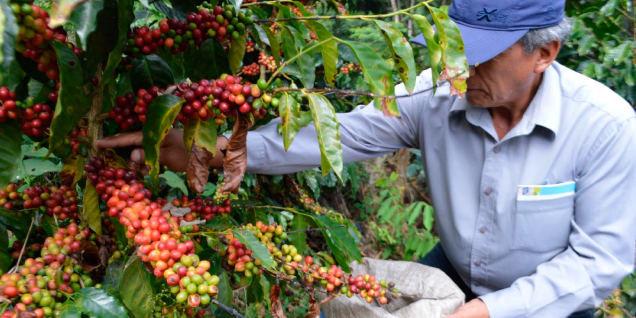 PCM: Instituciones del Estado visitan parcelas productoras de café en el VRAEM
